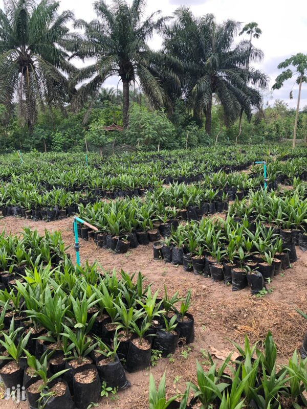 supergene oil palm seedling in Lagos