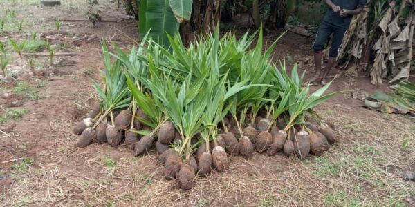 where to buy coconut seedling in nigeria