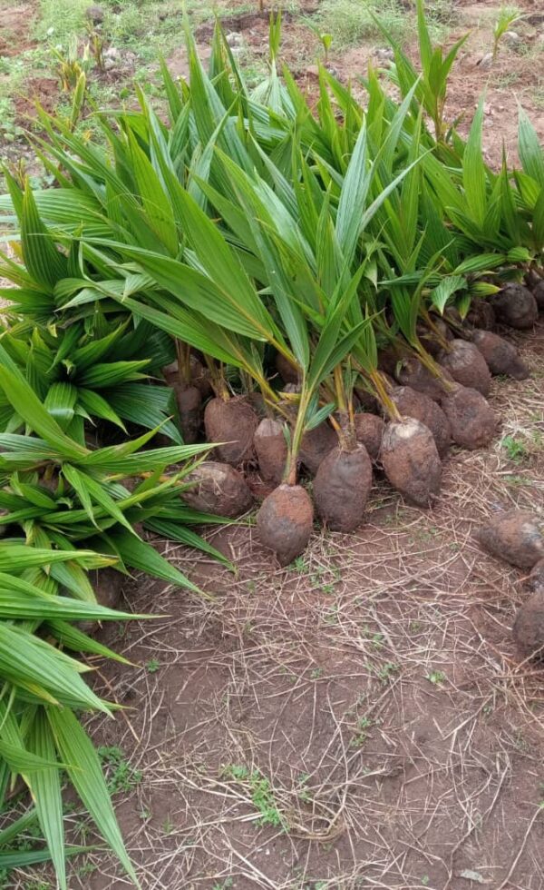 coconut seedling in Nigeria