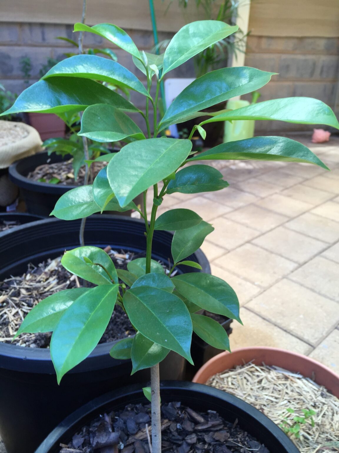 Soursop seedling - Quemems farms