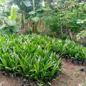 supergene oil palm in Nigeria