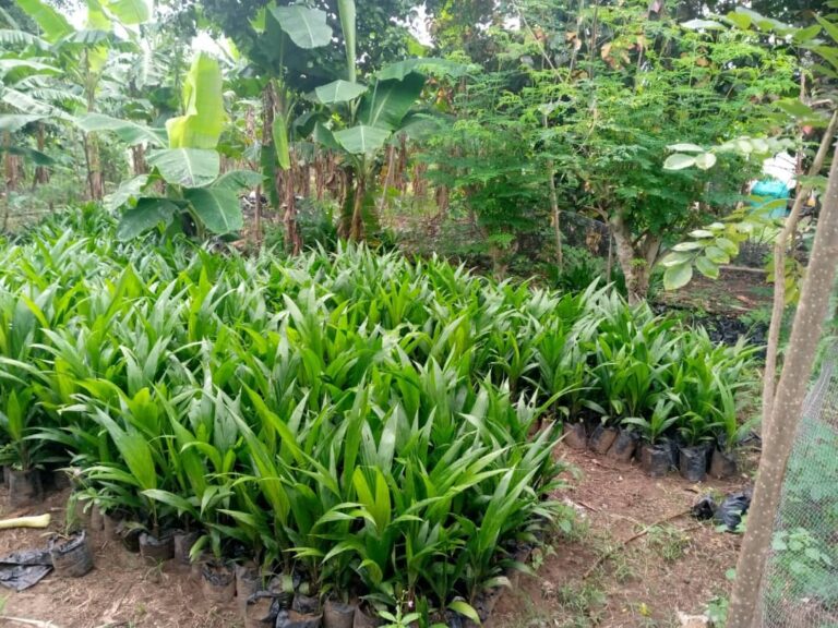 Supergene Oil Palm Seedlings - Quemems farms