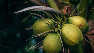 coconut farming in Nigeria