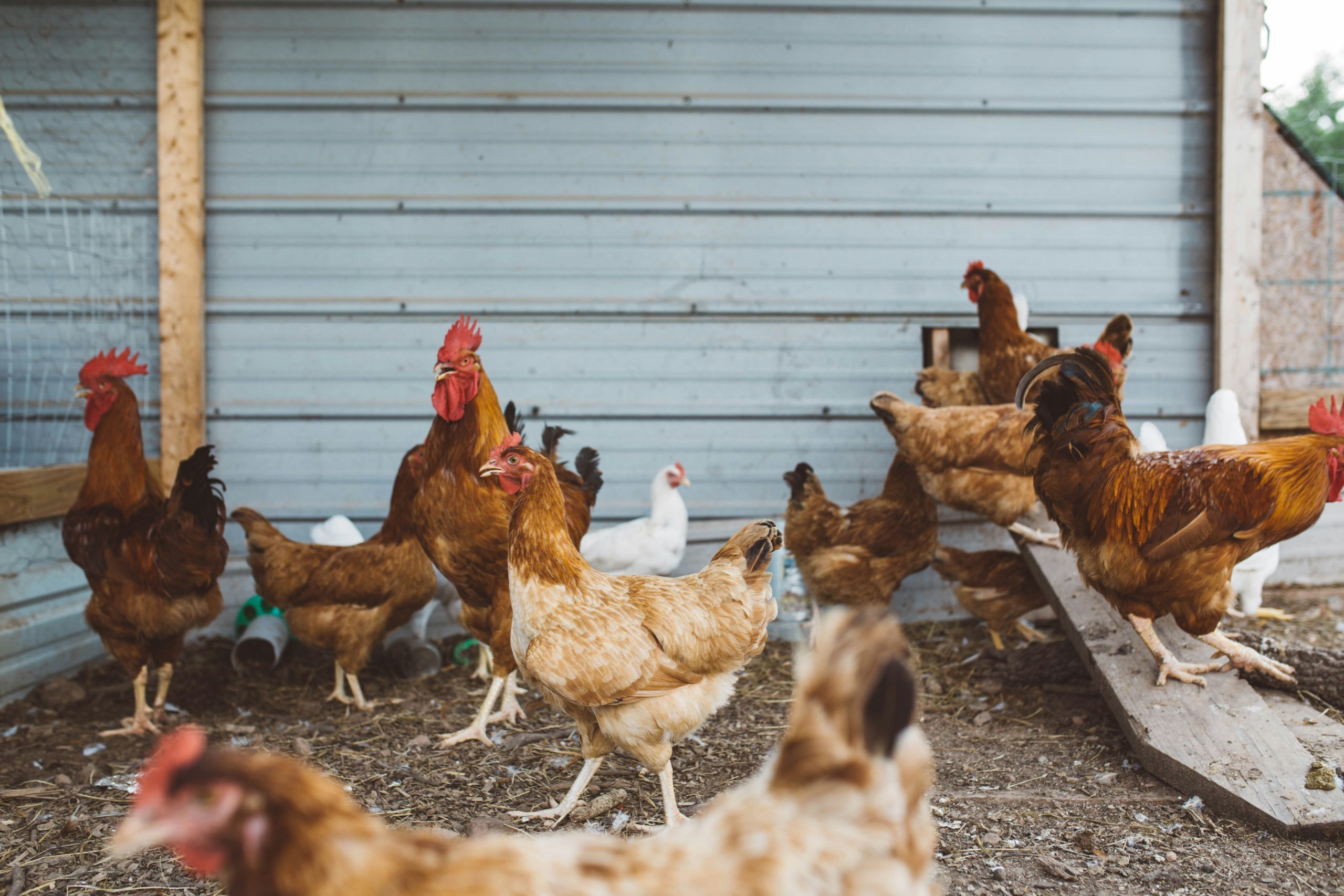 poultryfarming