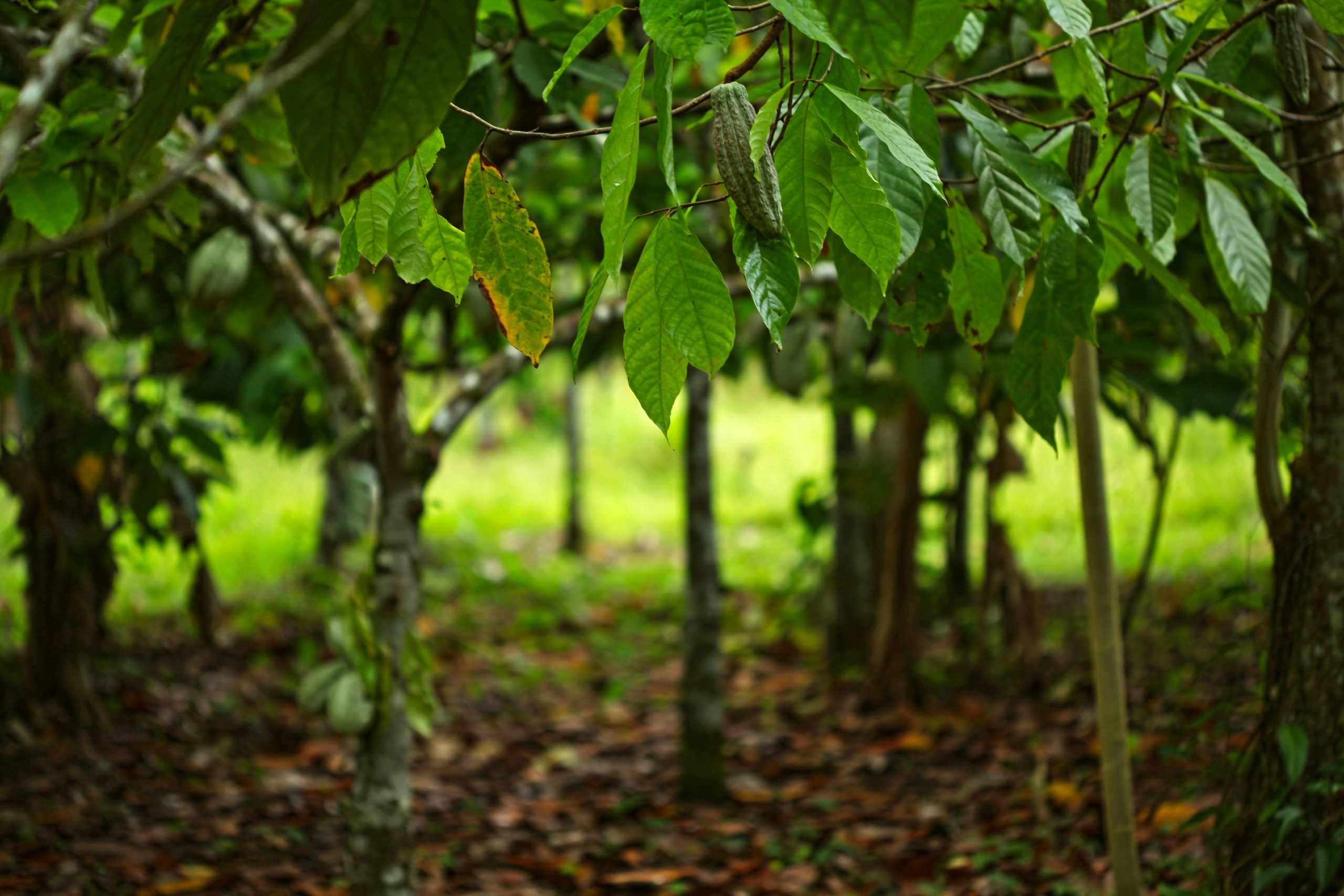 cocoa farming in nigeria